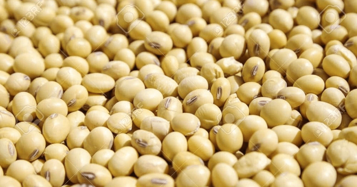Soy beans
